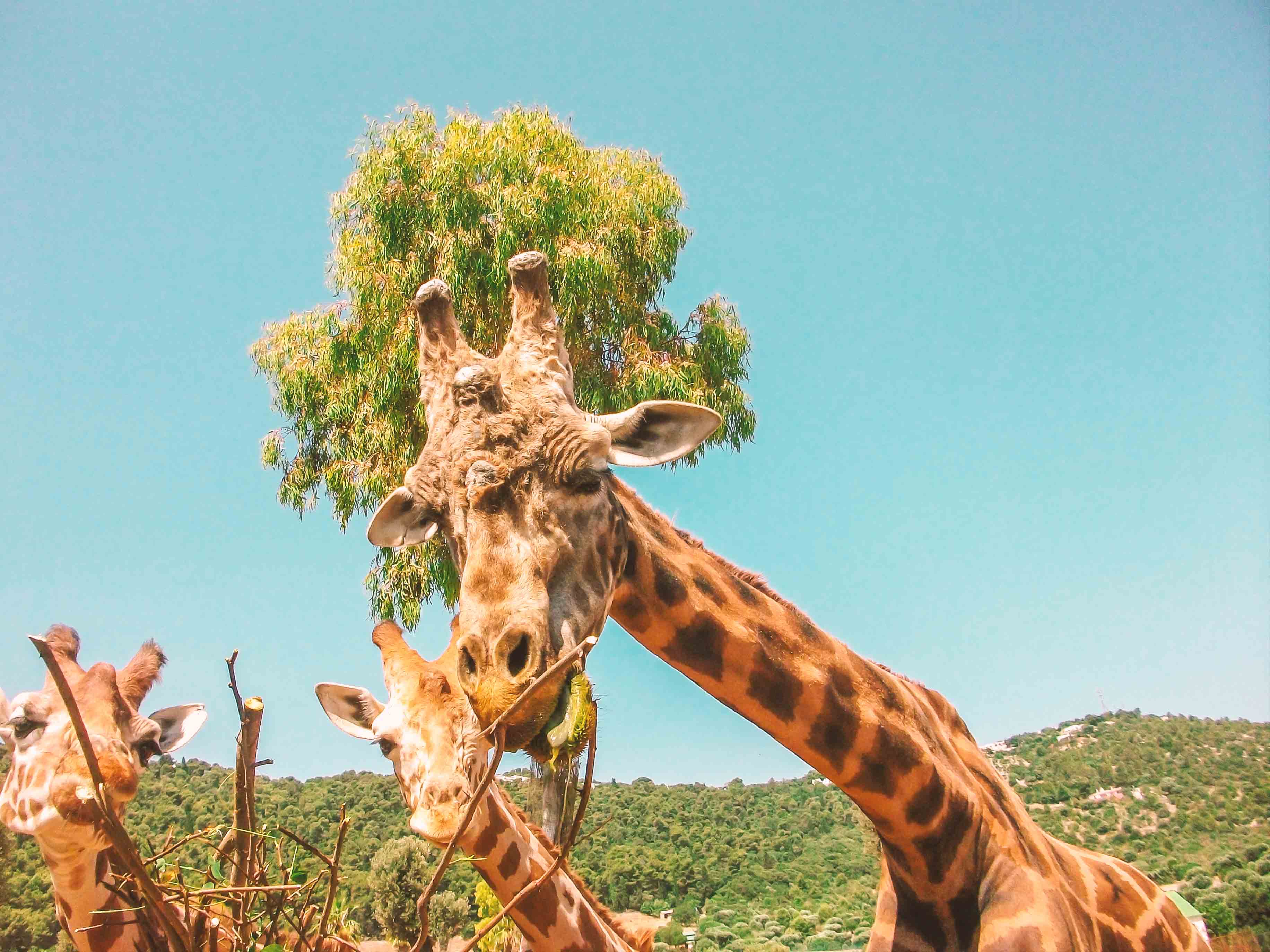 Zoo Safari di Fasano con i bambini | Ricette di Viaggio