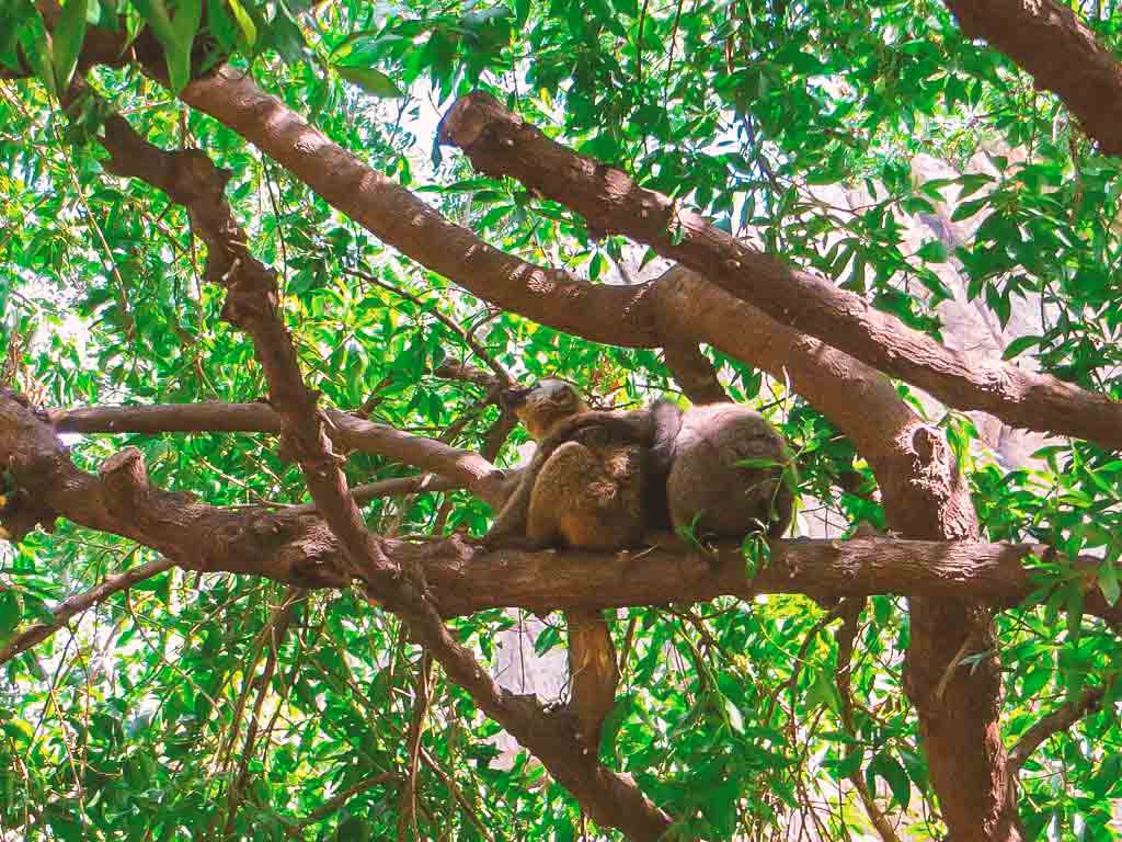 Gli zoo per bambini più belli d'Europa