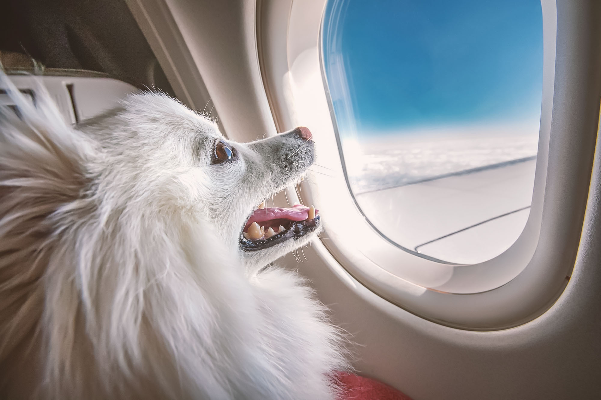 Animali a bordo Ryanair
